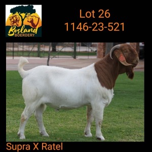 1X BOER GOAT FLOCK 48-928 BUCK Bosland Boerdery