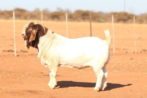 1X BOER GOAT FLOCK 48-903 BUCK ANTON & RICKUS BOTHMA