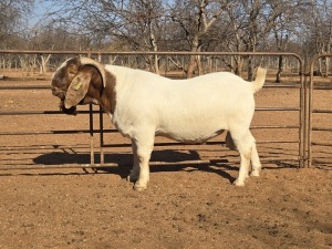 1X BOER GOAT FLOCK 48-939 BUCK VOORBOK