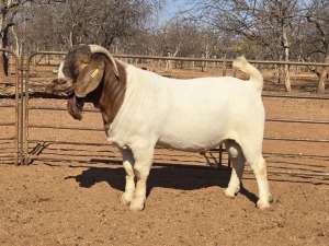 1X BOER GOAT STUD 48-630 BUCK VOORBOK