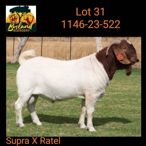 1X BOER GOAT FLOCK COLOR 48-926 BUCK Bosland Boerdery