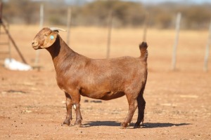 1X KALAHARI RED STUD 39-454 PREGNANT DOE ANTON & RICKUS BOTHMA