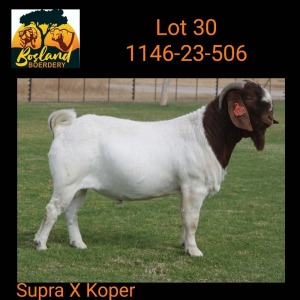 1X BOER GOAT FLOCK 48-927 BUCK Bosland Boerdery