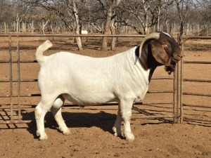 WITHDRAWN - 1X BOER GOAT - BUCK VOORBOK