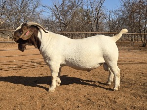 1X BOER GOAT FLOCK 48-940 BUCK VOORBOK