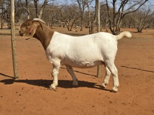 1X BOER GOAT STUD 39-262 DOE VOORBOK