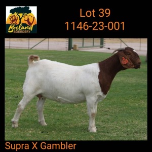 1X BOER GOAT STUD 39-452 PREGNANT DOE Bosland Boerdery