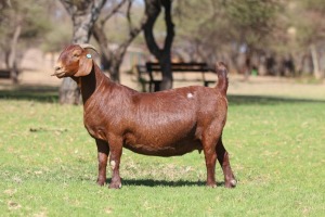 1X KALAHARI RED STUD 39-082 DOE ANTON & RICKUS BOTHMA