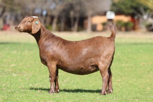 1X KALAHARI RED FLOCK 39-446 PREGNANT DOE ANTON & RICKUS BOTHMA