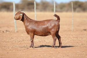 1X KALAHARI RED STUD 39-456 DOE ANTON & RICKUS BOTHMA