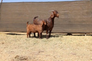 1X KALAHARI RED STUD 10-400 DOE VAN HEERDEN STOET (IVAN & MALAN)