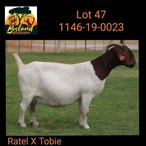 1X BOER GOAT STUD 39-443 PREGNANT DOE Bosland Boerdery