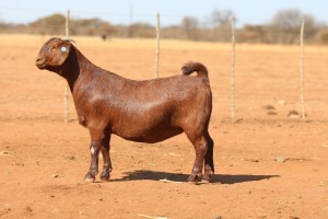 1X KALAHARI RED STUD 39-444 PREGNANT DOE ANTON & RICKUS BOTHMA