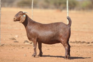 1X KALAHARI RED STUD 39-495 PREGNANT DOE ANTON & RICKUS BOTHMA