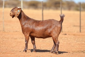 1X KALAHARI RED STUD 39-499 DOE ANTON & RICKUS BOTHMA