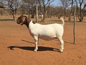 1X BOER GOAT STUD 39-261 DOE VOORBOK