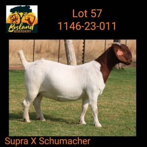 1X BOER GOAT STUD 48-284 PREGNANT DOE Bosland Boerdery