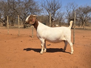 1X BOER GOAT STUD 39-287 DOE VOORBOK