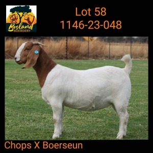 1X BOER GOAT STUD 39-147 PREGNANT DOE Bosland Boerdery