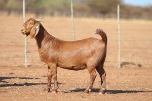 1X KALAHARI RED STUD 39-487 DOE ANTON & RICKUS BOTHMA