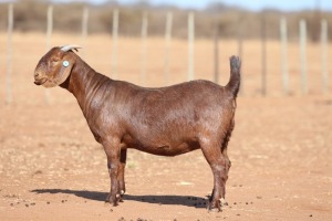 1X KALAHARI RED STUD 39-157 PREGNANT DOE ANTON & RICKUS BOTHMA