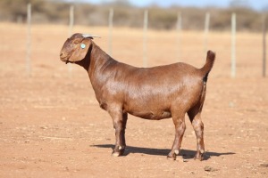 1X KALAHARI RED STUD 39-481 PREGNANT DOE ANTON & RICKUS BOTHMA