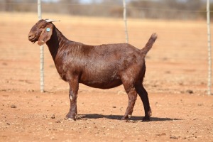 1X KALAHARI RED FLOCK 48-906 PREGNANT DOE ANTON & RICKUS BOTHMA