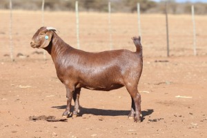 1X KALAHARI RED STUD 39-493 PREGNANT DOE ANTON & RICKUS BOTHMA