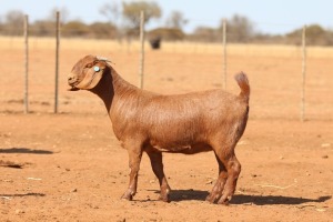 1X KALAHARI RED STUD 39-488 PREGNANT DOE ANTON & RICKUS BOTHMA