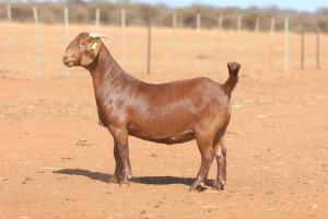 1X KALAHARI RED STUD 39-458 PREGNANT DOE ANTON & RICKUS BOTHMA