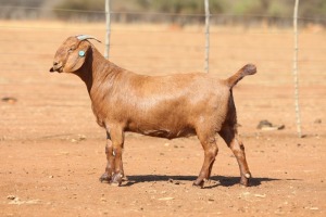 1X KALAHARI RED STUD 39-491 PREGNANT DOE ANTON & RICKUS BOTHMA