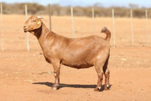 1X KALAHARI RED STUD 39-490 PREGNANT DOE ANTON & RICKUS BOTHMA