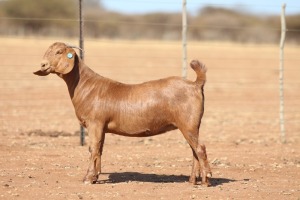 1X KALAHARI RED STUD 39-486 DOE ANTON & RICKUS BOTHMA