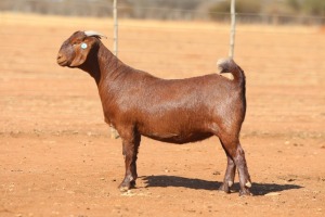 1X KALAHARI RED STUD 39-483 DOE ANTON & RICKUS BOTHMA