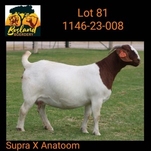 1X BOER GOAT FLOCK 48-930 PREGNANT DOE Bosland Boerdery