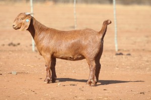 1X KALAHARI RED STUD 39-500 PREGNANT DOE ANTON & RICKUS BOTHMA