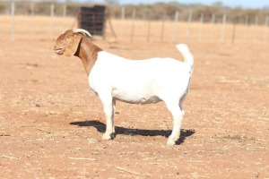 1X BOER GOAT STUD 39-451 DOE ANTON & RICKUS BOTHMA