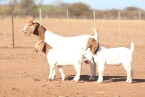 1X BOER GOAT STUD 39-455 DOE ANTON & RICKUS BOTHMA