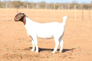 WITHDRAWN - 1X BOER GOAT - DOE ANTON & RICKUS BOTHMA