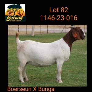 1X BOER GOAT STUD 48-285 PREGNANT DOE Bosland Boerdery