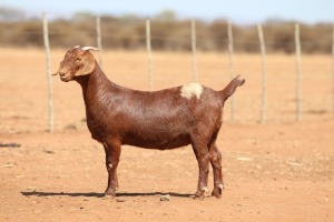 1X KALAHARI RED FLOCK COLOR 48-916 DOE ANTON & RICKUS BOTHMA