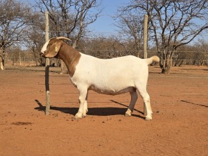 1X BOER GOAT STUD 39-266 DOE VOORBOK