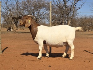 1X BOER GOAT FLOCK 48-943 DOE VOORBOK