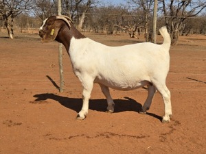 1X BOER GOAT FLOCK 48-942 DOE VOORBOK