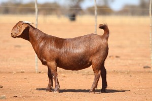 1X KALAHARI RED STUD 48-625 DOE ANTON & RICKUS BOTHMA