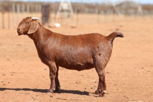 1X KALAHARI RED FLOCK 48-905 PREGNANT DOE ANTON & RICKUS BOTHMA