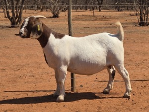 1X BOER GOAT FLOCK 48-949 DOE VOORBOK