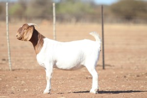 1X BOER GOAT FLOCK 48-917 DOE ANTON & RICKUS BOTHMA