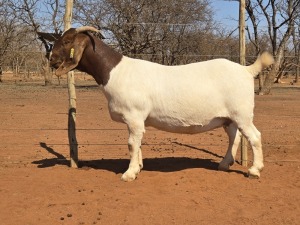 1X BOER GOAT FLOCK 11-323 DOE VOORBOK