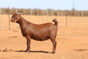 1X KALAHARI RED FLOCK 48-915 DOE ANTON & RICKUS BOTHMA